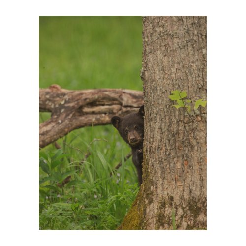 Black Bear Cub  Smoky Mountains Wood Wall Art