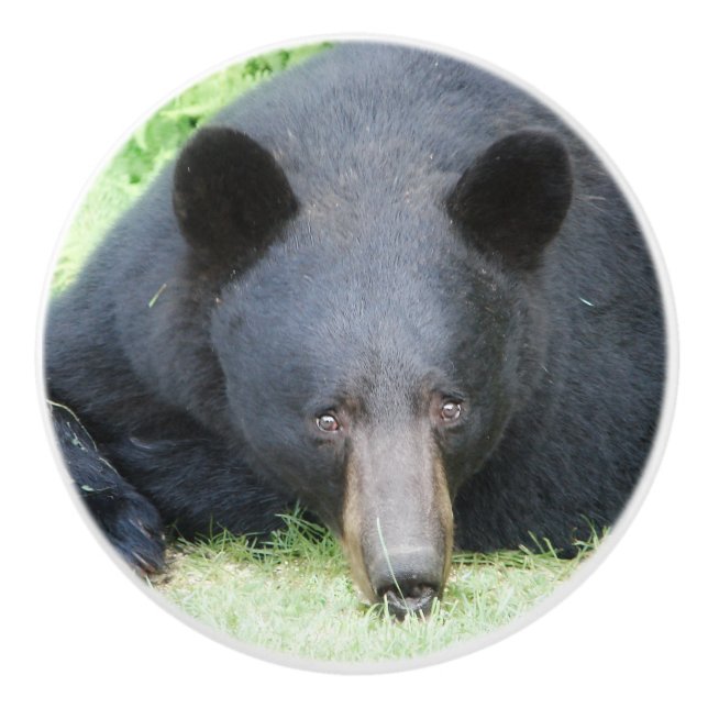 Black Bear - "Cubby" Ceramic Knob (Front)