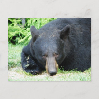 Black Bear - "Cubby Love" Postcard