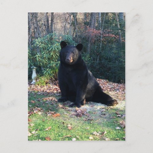 Black Bear _ Cubby _ Whos a pretty bear Postcard