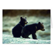 Black Bear cubs (Front Horizontal)