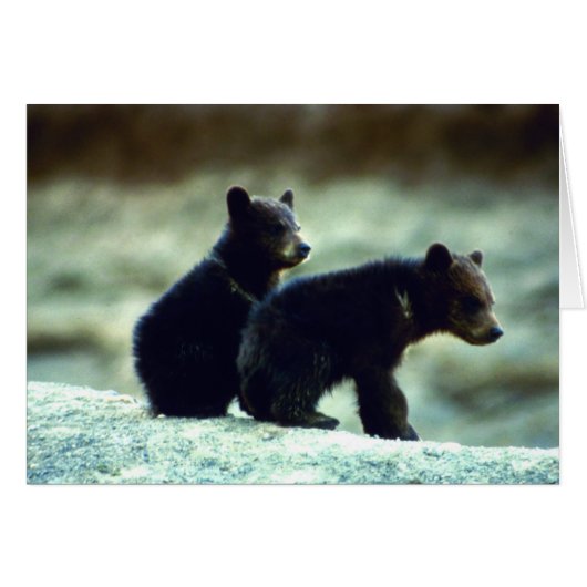 Black Bear cubs (Front Horizontal)