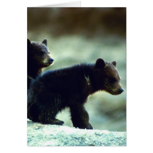 Black Bear cubs Cards (Front)