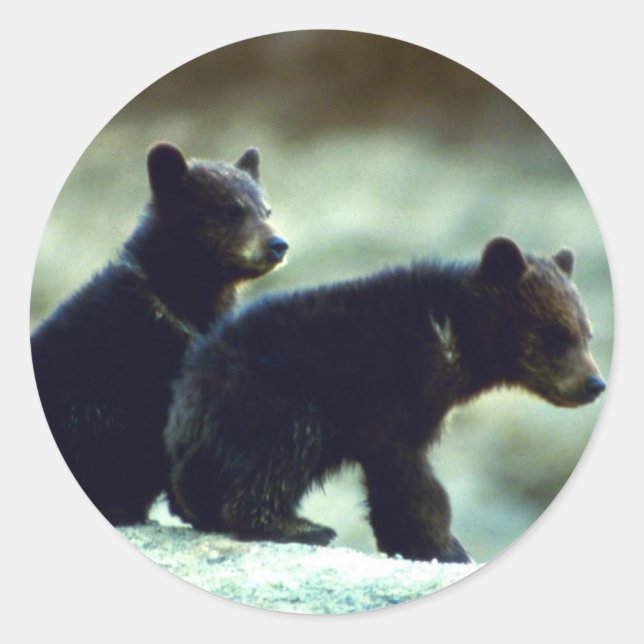 Black Bear cubs Classic Round Sticker (Front)