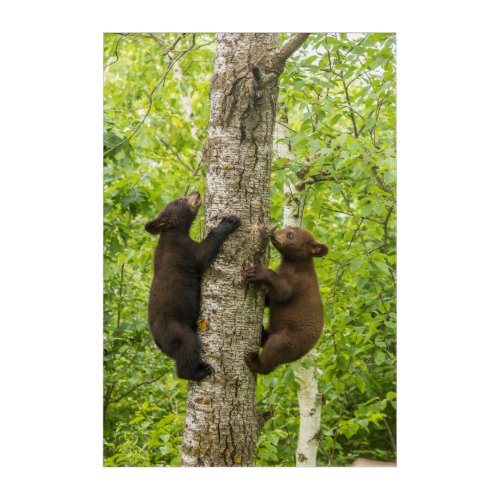 Black Bear Cubs Climbing Tree Acrylic Print