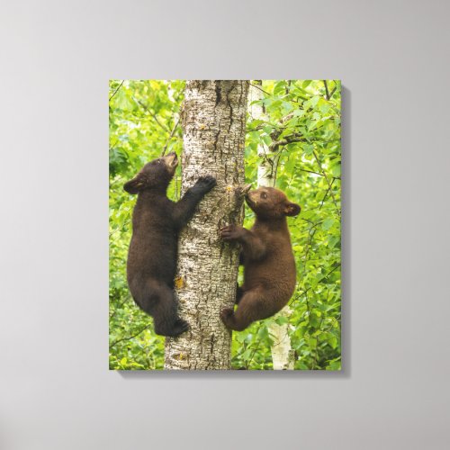 Black Bear Cubs Climbing Tree Canvas Print