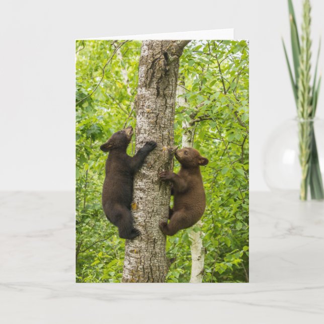 Black Bear Cubs Climbing Tree Card (Front)
