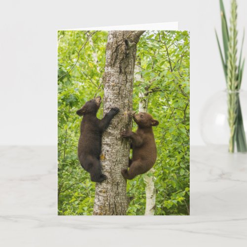 Black Bear Cubs Climbing Tree Card