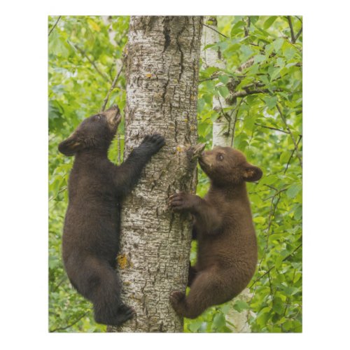 Black Bear Cubs Climbing Tree Faux Canvas Print