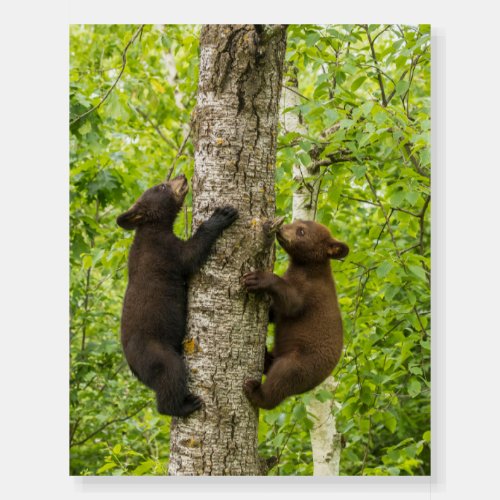 Black Bear Cubs Climbing Tree Foam Board