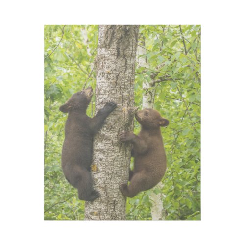 Black Bear Cubs Climbing Tree Gallery Wrap