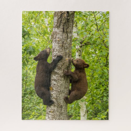 Black Bear Cubs Climbing Tree Jigsaw Puzzle