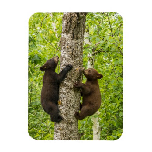 Black Bear Cubs Climbing Tree Magnet