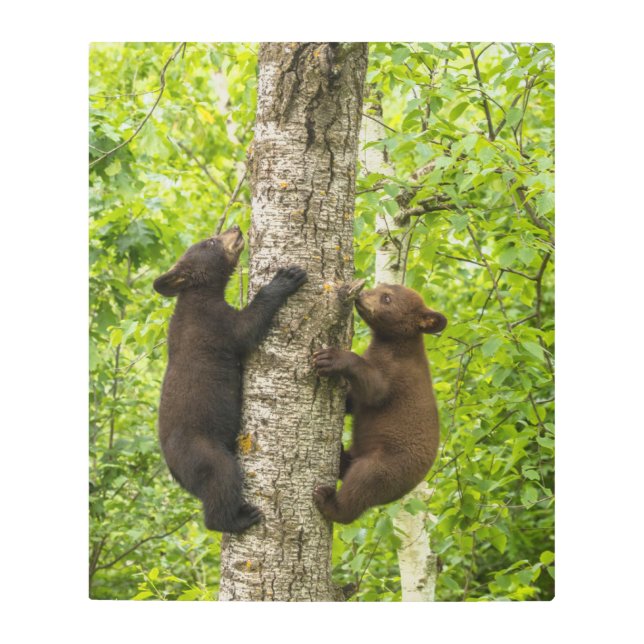 Black Bear Cubs Climbing Tree Metal Print (Front)