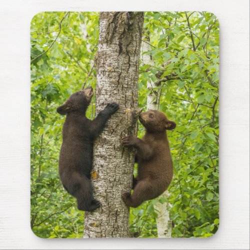 Black Bear Cubs Climbing Tree Mouse Pad