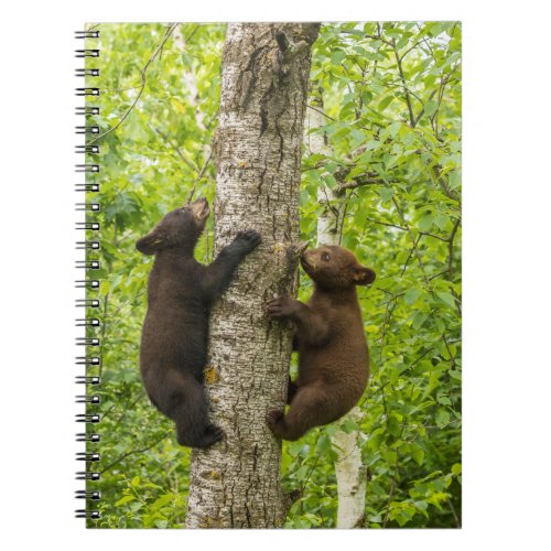 Black Bear Cubs Climbing Tree Notebook