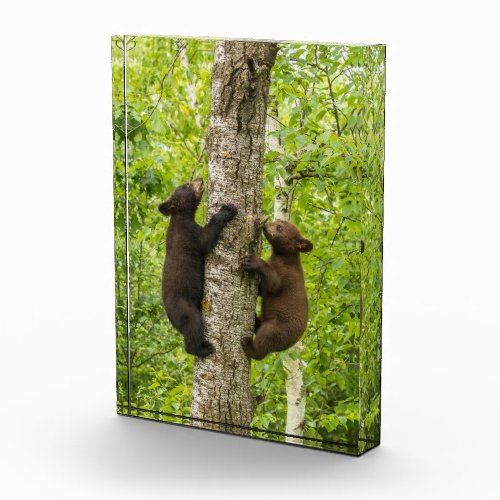 Black Bear Cubs Climbing Tree Photo Block
