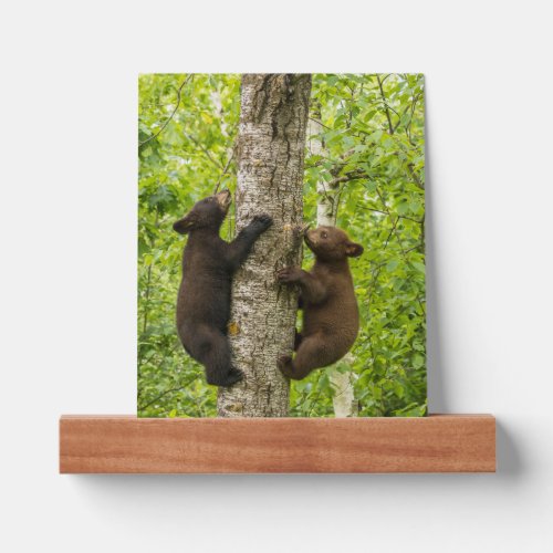 Black Bear Cubs Climbing Tree Picture Ledge