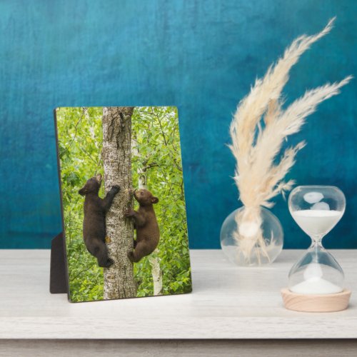 Black Bear Cubs Climbing Tree Plaque