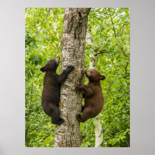 Black Bear Cubs Climbing Tree Poster