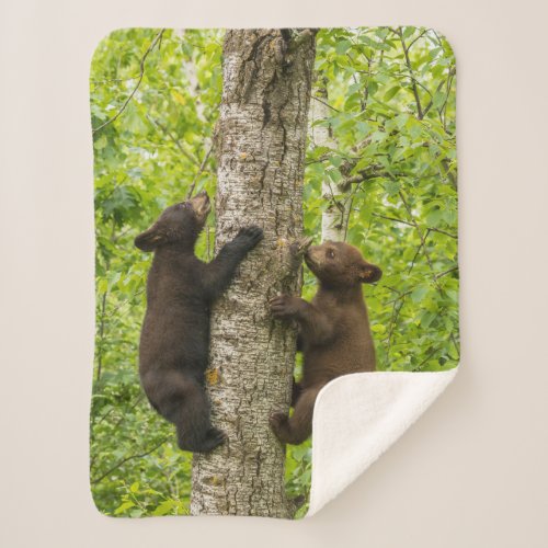 Black Bear Cubs Climbing Tree Sherpa Blanket