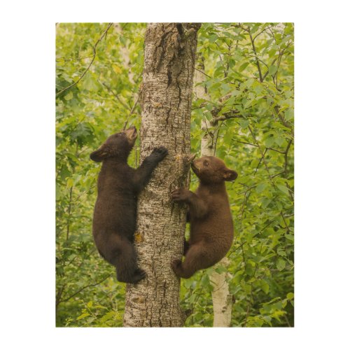 Black Bear Cubs Climbing Tree Wood Wall Art