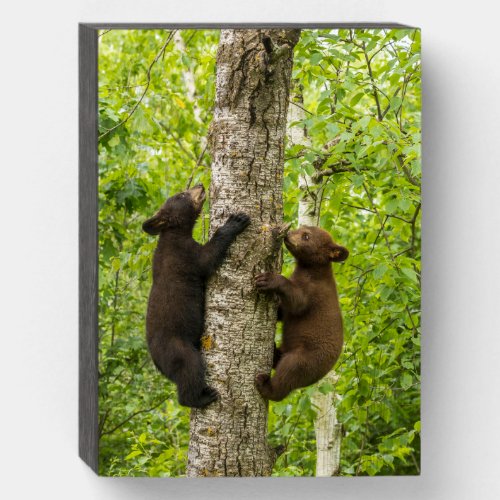 Black Bear Cubs Climbing Tree Wooden Box Sign