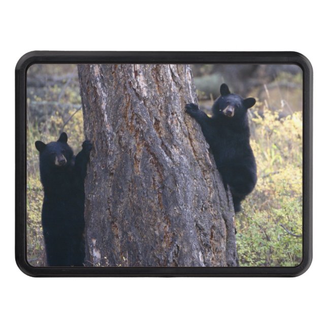 black bear cubs hitch cover (Front)