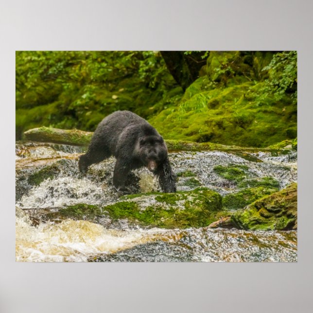 Black Bear Fishing | Qua Creek British Columbia Poster (Front)