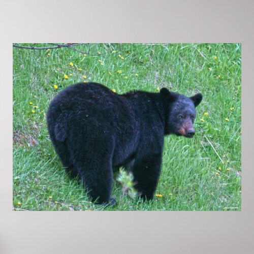 Black Bear Grazing on Green Grass Wildlife Poster