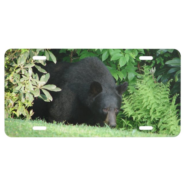 Black Bear - "Hello Cubby" License Plate (Front)