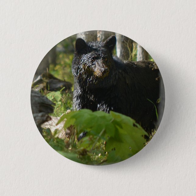Black Bear Hiding in Forest Wildlife Photo Pinback Button (Front)