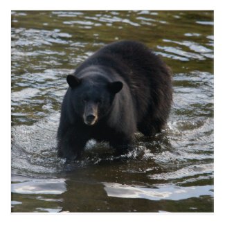 Black bear in creel acrylic print