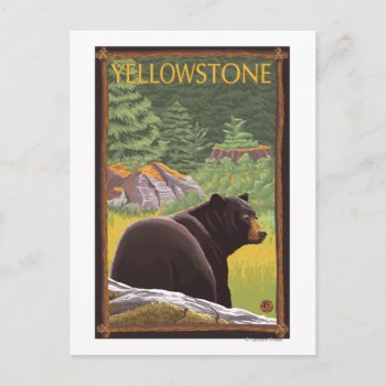 Black Bear In Forest - Yellowstone National Park Postcard by LanternPress at Zazzle