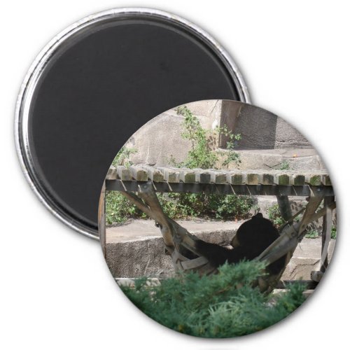 Black Bear in Hammock Magnet