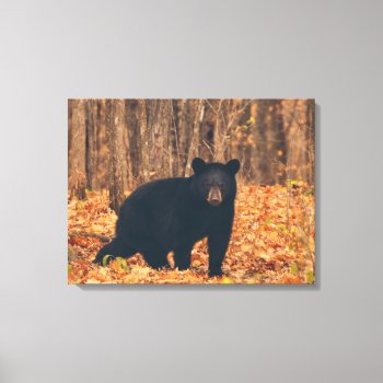 Black Bear In The Autumn Woods Canvas Print by Vanillaextinctions at Zazzle