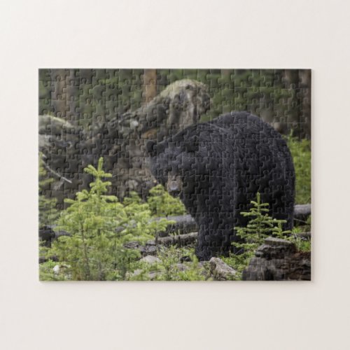 Black Bear in the Forest Jigsaw Puzzle