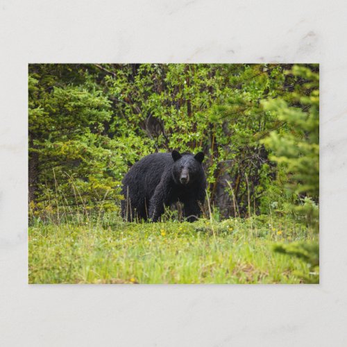 black bear in the forest postcard