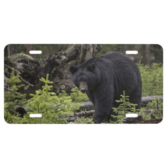 Black bear license plate