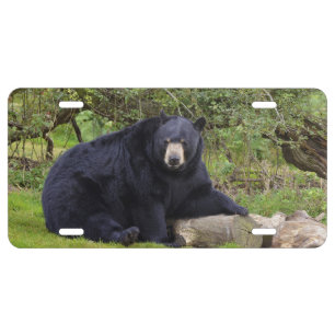 Black bear license plate