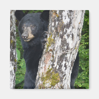 Black Bear Magnet