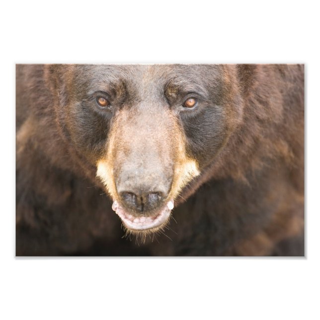 Black Bear, Michigan Photo Print (Front)