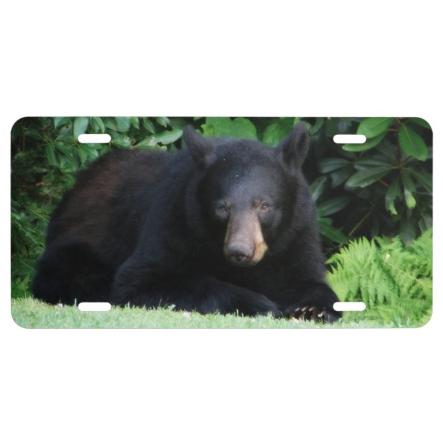 Black Bear - "My Sweet Cubby" License Plate (Front)