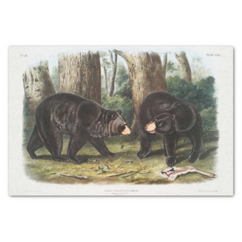 Black Bear of North America 1845 Decoupage Tissue Paper
