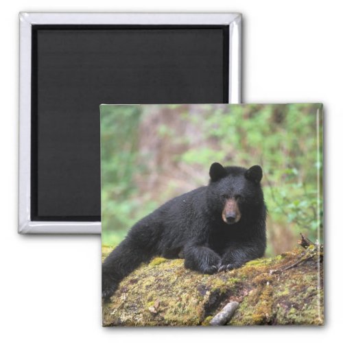 Black bear on an old growth log in the magnet
