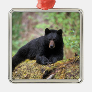 Black bear on an old growth log in the metal ornament