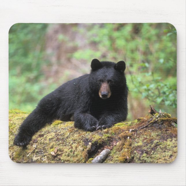 Black bear on an old growth log in the mouse pad (Front)