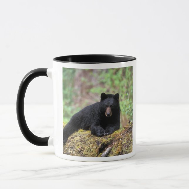 Black bear on an old growth log in the mug (Left)