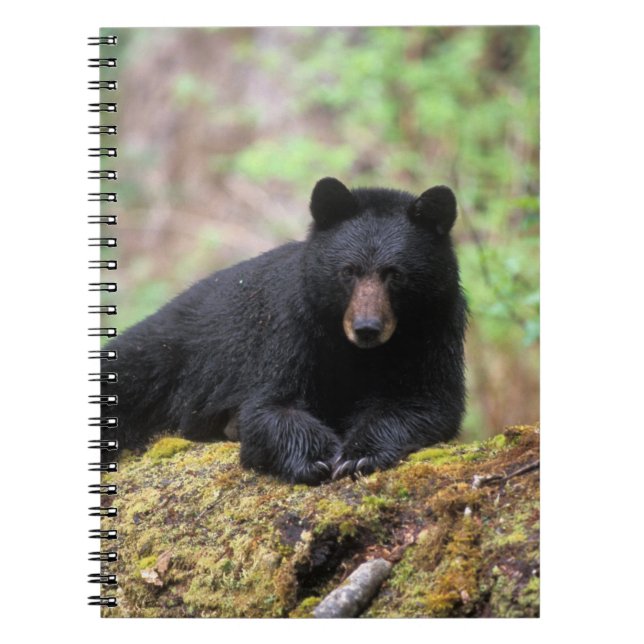 Black bear on an old growth log in the notebook (Front)