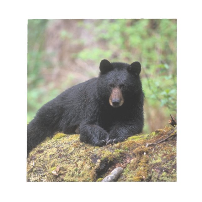 Black bear on an old growth log in the notepad (Front)